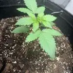 Bruce Banner Autoflower - plain water