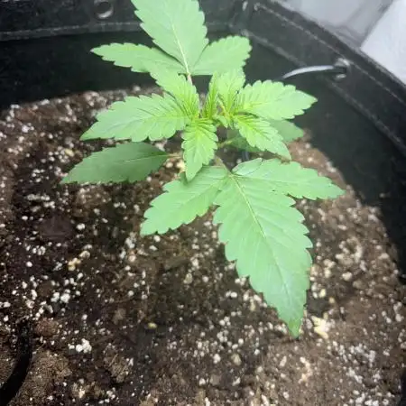 Bruce Banner Autoflower - plain water