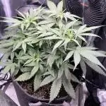 Bruce Banner Autoflower - plain water