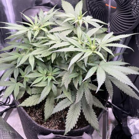 Bruce Banner Autoflower - plain water