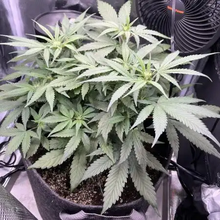 Bruce Banner Autoflower - plain water