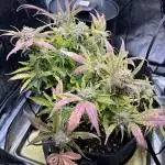 Bruce Banner Autoflower - plain water