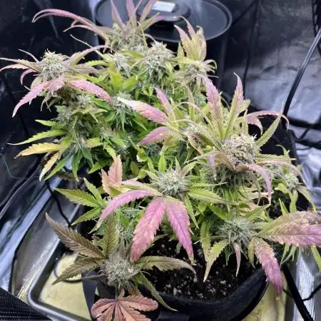 Bruce Banner Autoflower - plain water