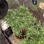 Purple Bud, Critical Kush, Sanlight 2x4