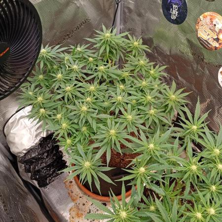 Purple Bud, Critical Kush, Sanlight 2x4