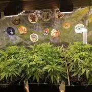 Purple Bud, Critical Kush, Sanlight 2x4