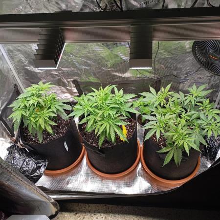 Purple Bud, Critical Kush, Sanlight 2x4