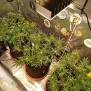 Purple Bud, Critical Kush, Sanlight 2x4