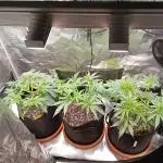 Purple Bud, Critical Kush, Sanlight 2x4