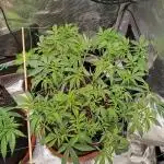 Purple Bud, Critical Kush, Sanlight 2x4