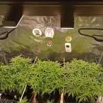 Purple Bud, Critical Kush, Sanlight 2x4