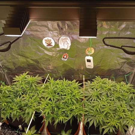 Purple Bud, Critical Kush, Sanlight 2x4