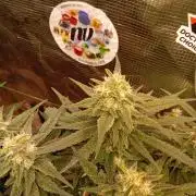 Purple Bud, Critical Kush, Sanlight 2x4