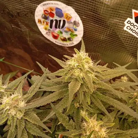 Purple Bud, Critical Kush, Sanlight 2x4