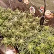 Purple Bud, Critical Kush, Sanlight 2x4