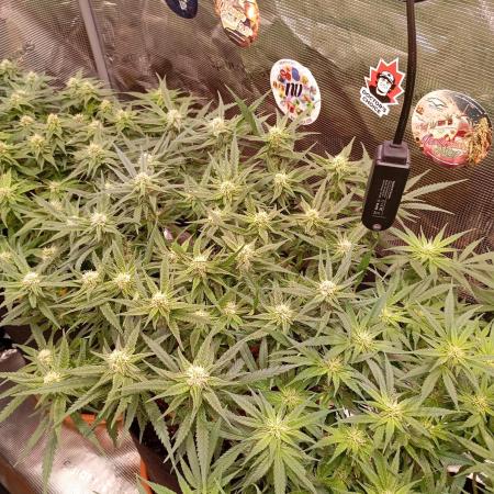 Purple Bud, Critical Kush, Sanlight 2x4