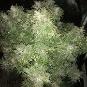 Pink Rozay, Critical Kush Bagseeds