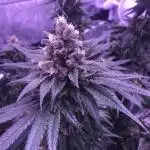 Pink Rozay, Critical Kush Bagseeds