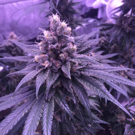 Pink Rozay, Critical Kush Bagseeds