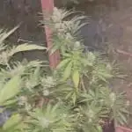 Outdoor auto flowers grow
