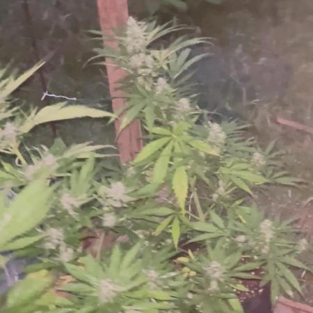 Outdoor auto flowers grow
