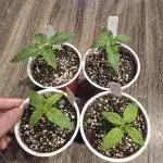 First Grow Back! chicken n' whaaa?