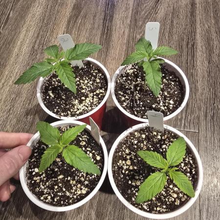 First Grow Back! chicken n' whaaa?