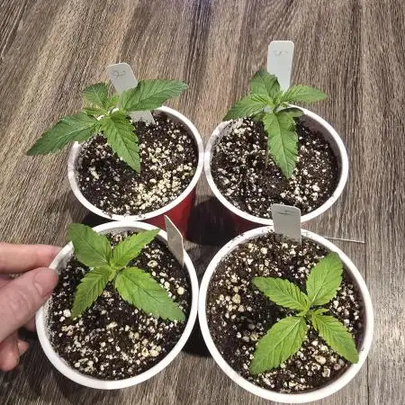 First Grow Back! chicken n' whaaa?