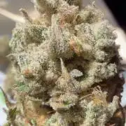 Kush Babies
