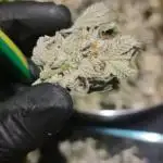 Georgia Pie