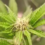 Super Buff Cherry #26 (Coco)