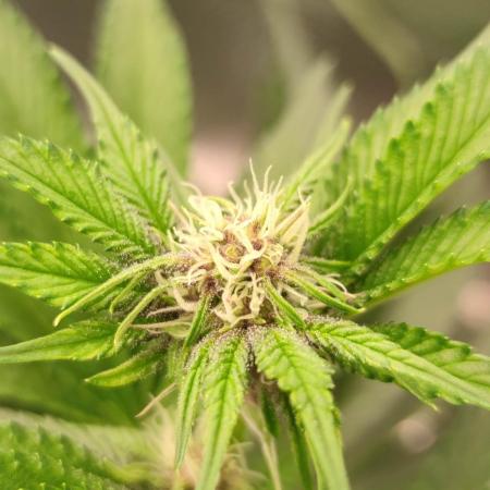 Super Buff Cherry #26 (Coco)