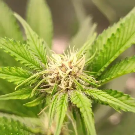 Super Buff Cherry #26 (Coco)