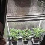 Super Buff Cherry #26 (Coco)