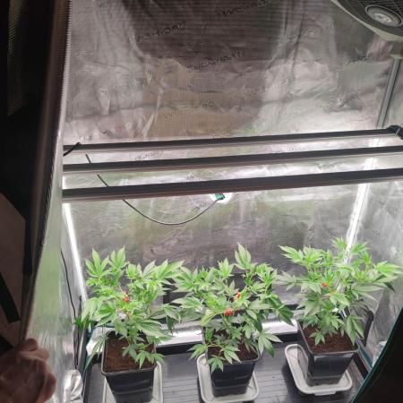Super Buff Cherry #26 (Coco)