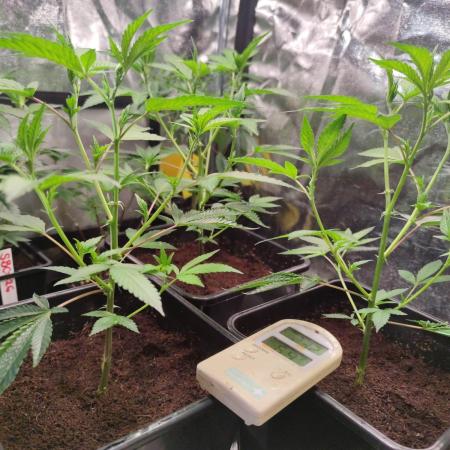Super Buff Cherry #26 (Coco)