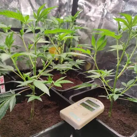 Super Buff Cherry #26 (Coco)