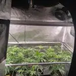 Super Buff Cherry #26 (Coco)