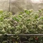 Super Buff Cherry #26 (Coco)