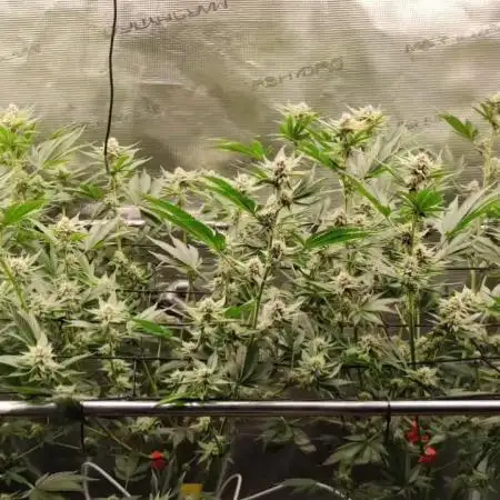 Super Buff Cherry #26 (Coco)