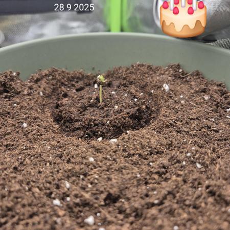 Wedding Cake Auto und Pink Rozay Auto