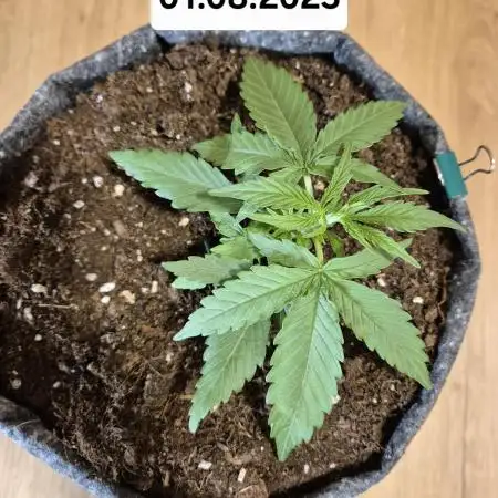 First Grow Ever - Blue Cheese F1 Auto