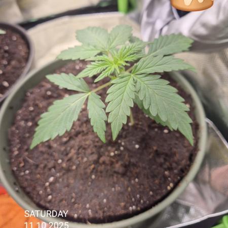 Wedding Cake Auto und Pink Rozay Auto