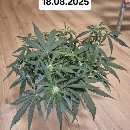 First Grow Ever - Blue Cheese F1 Auto