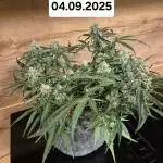 First Grow Ever - Blue Cheese F1 Auto