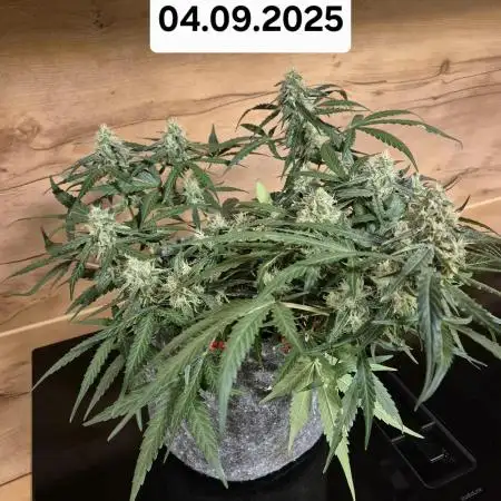 First Grow Ever - Blue Cheese F1 Auto