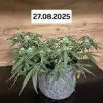 First Grow Ever - Blue Cheese F1 Auto