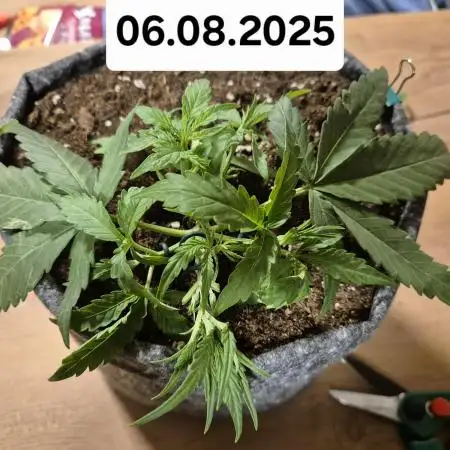 First Grow Ever - Blue Cheese F1 Auto