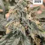 First Grow Ever - Blue Cheese F1 Auto