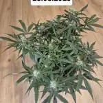 First Grow Ever - Blue Cheese F1 Auto